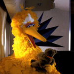big bird teddy