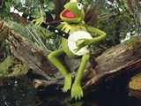 Kermit's Swamp