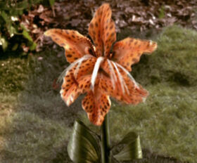 Tigerlily