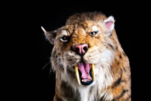 21-1783 tp encounters web