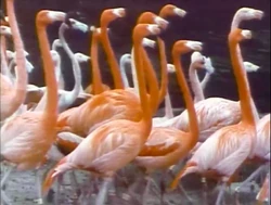 Film.Flamingos