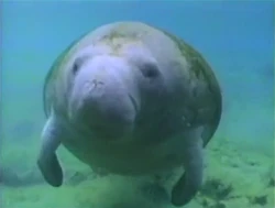 "I'm a Manatee"