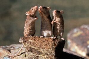 MiceBabe.jpg (27 KB) singing miceBabe