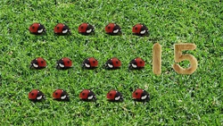 15 ladybugs (First: Episode 4309)