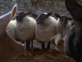 sheep in Animal Farm