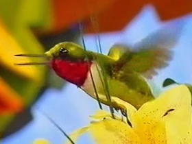 AnimalShowS3-Hummingbird