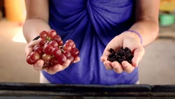 FoodieTruck-Grapes02