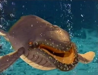 Andrew the Humpback Whale