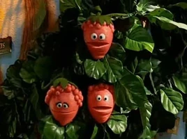 Weatherberries.jpg (22 KB) Weatherberries