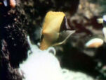 Fish Movement (holdover from season 2)