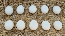 Counting to 10 by 2's (First: Episode 4231)