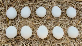 10By2s.jpg (703 KB) Counting to 10 by 2's (First: Episode 4231)