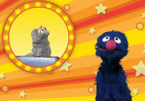 Grover's pet cat on "I Am So Proud Day" at Sesamestreet.org