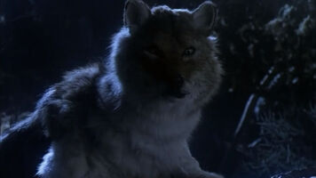 Wolf (The Storyteller)