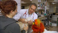 Murray Tune-In: Vet School, Part 3