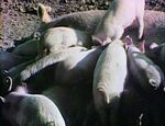 Baby Pigs