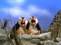 Puffins on the rocks
