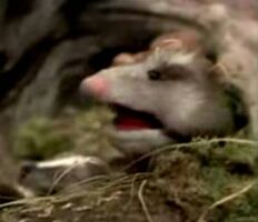 opossum in episode 221