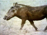 Warthog (First: Episode 0406)