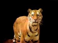 WhoYouLookinAtTiger.jpg (148 KB)