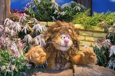 Ozflowershow05.jpg (185 KB)