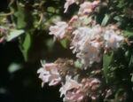 Trees Blooming (holdover from Season 1)