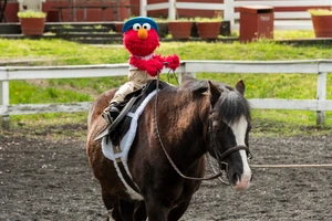 5323-Elmo-horse.jpg (1.5 MB)