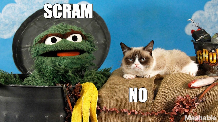 Grumpy Cat - Wikipedia