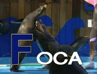 Pancho's Animal TV: F - Foca (EKA: Episodio 832)