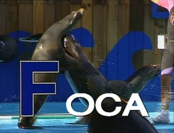 Pancho's Animal TV: F - Foca (EKA: Episodio 832)