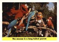 84: The macaw is a long-tailed parrot