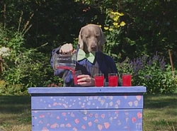 Wegman's dogs: 4 cups of punch (First: Episode 4047)