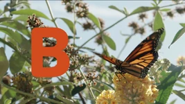 B is for Bugs (First: Episode 5205)
