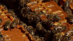HoneyBeeSong.png
