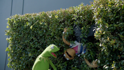 MuppetsNow-S01E01-Hedge.png