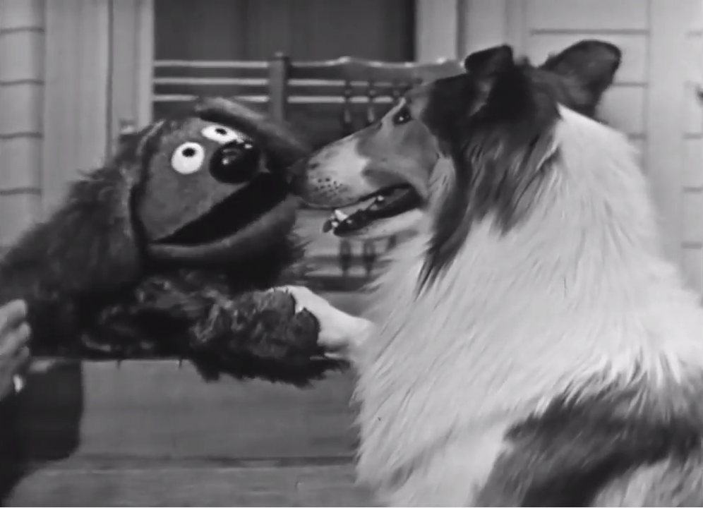 Pal (1940 – 1958) was a Rough Collie (male) actor and the first in