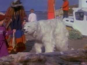 Lighthouseisland-polarbear