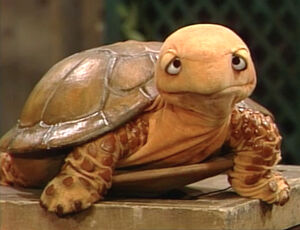 Shelleyturtle.jpg