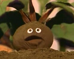 beet in "Grow High Grow Low"