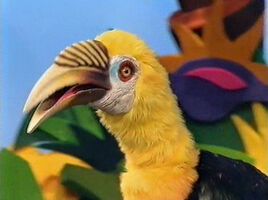 Hortense the Hornbill