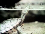 Turtle Tag #1 (In Water Tank) (holdover from season 2)