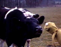 herd of cowsJim Frawley's Camera Tests