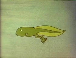 Toon.fromtadpoletofrog