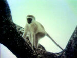 Monkeys in Tree (holdover from season 2)