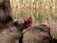 Groundhog