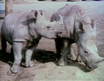 "Me and You (Two Rhinos)"