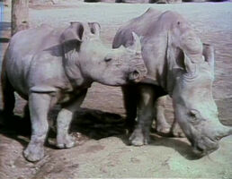 Me and You (Two Rhinos)