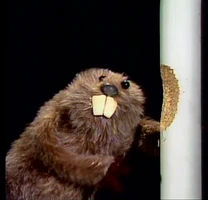 Muppet Show Beaver