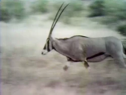 Gemsbok.FastFaster
