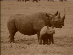2420.Film-MomRhino